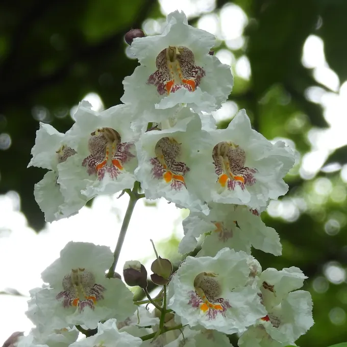 Southern catalpa