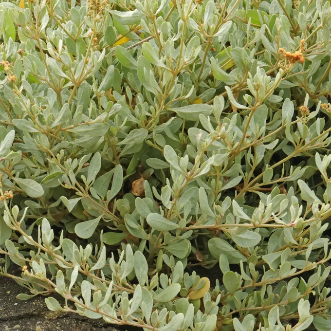Halimione