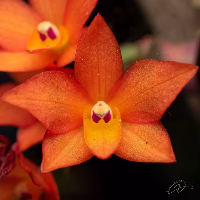 Cattleya cernua