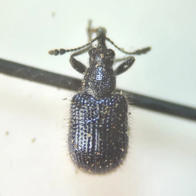 Apple fruit weevil