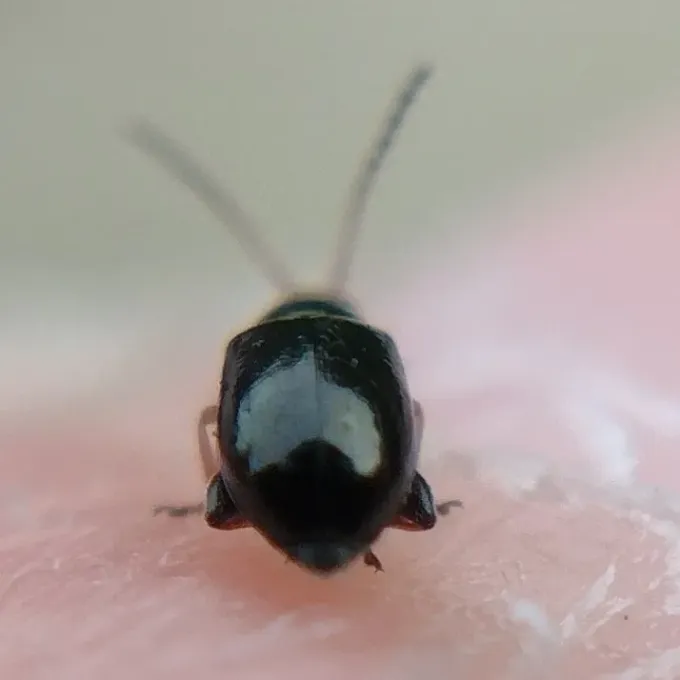 Flax flea beetle