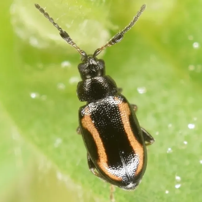 Crucifer flea beetle