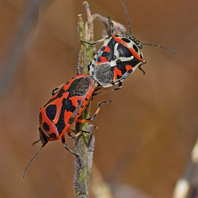 Crucifer shield bugs