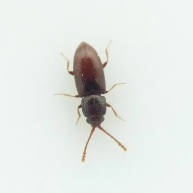 Beet midge