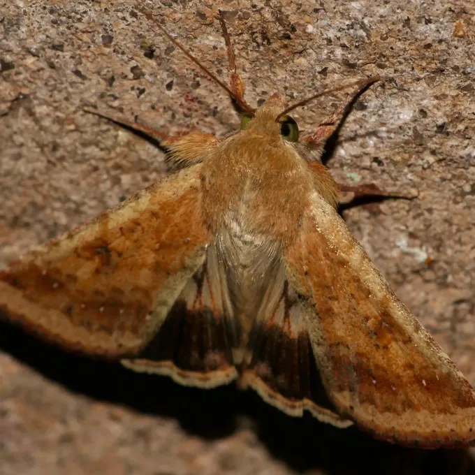 Cotton bollworm