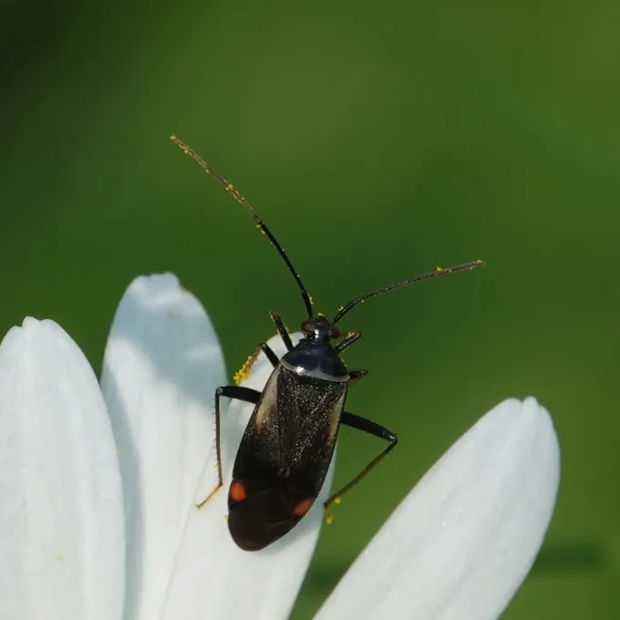 Adelphocoris seticornis