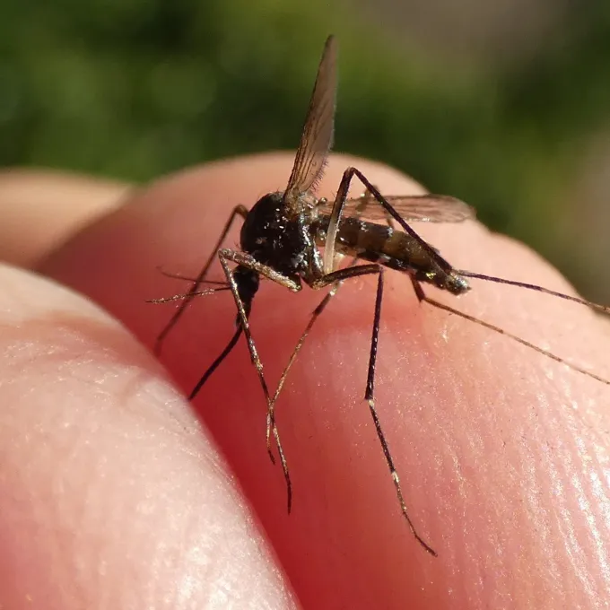 Asian tiger mosquito