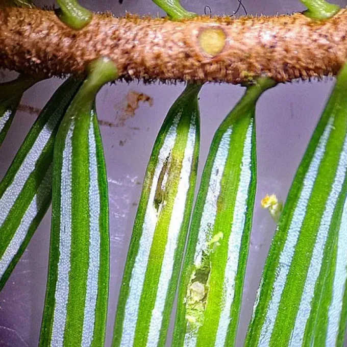 Agevillea