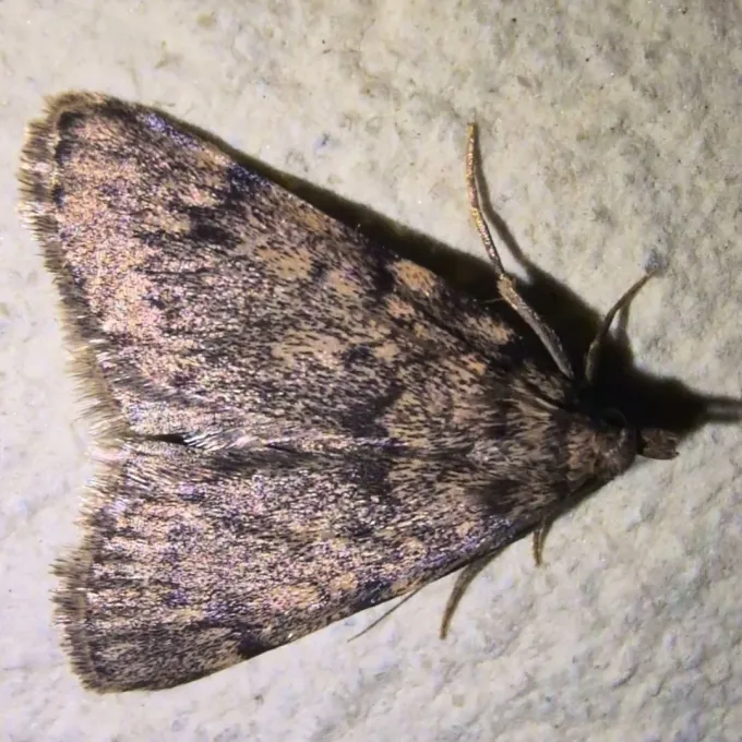 Grease moth