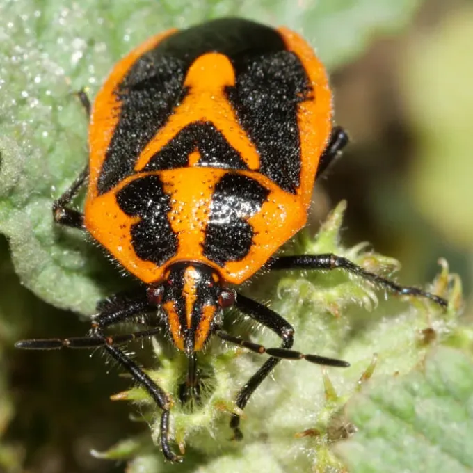 Agonoscelis furcatus