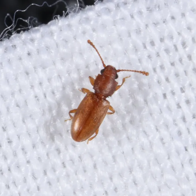 Sawtoothed grain beetle