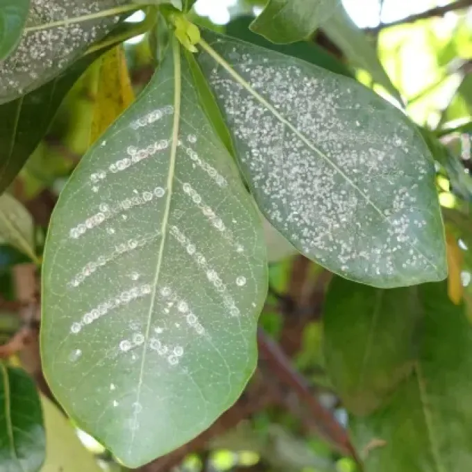 Olive whitefly