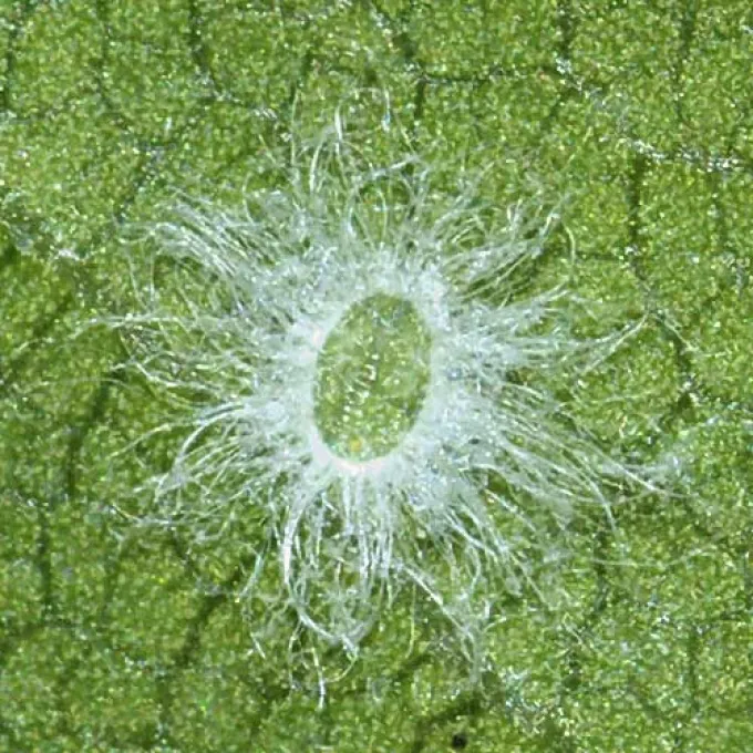 Shizuoka whitefly