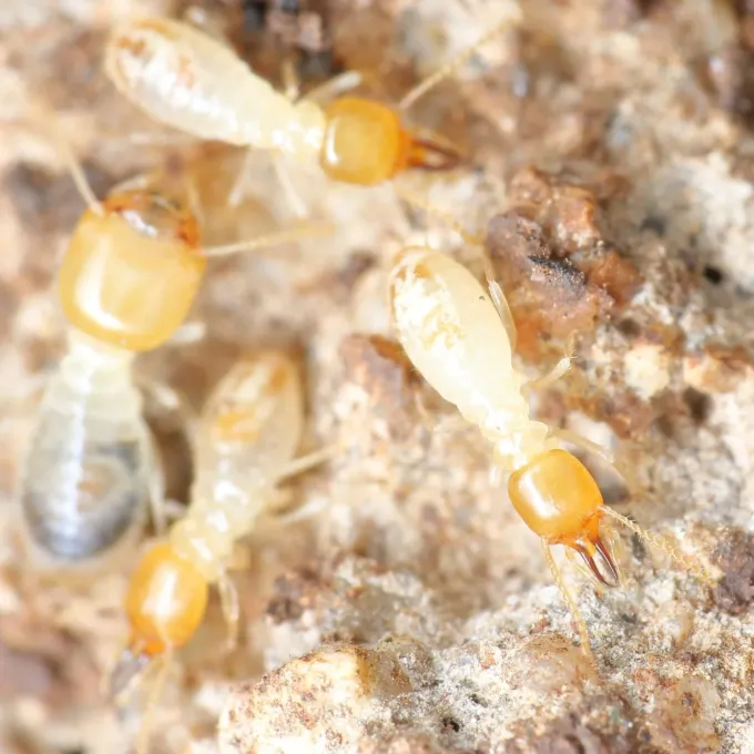 Ancistrotermes latinotus