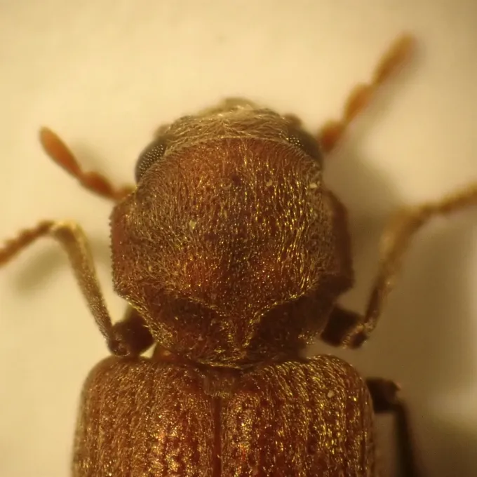 Microbregma woodborer