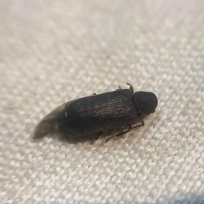 Spruce wood borer