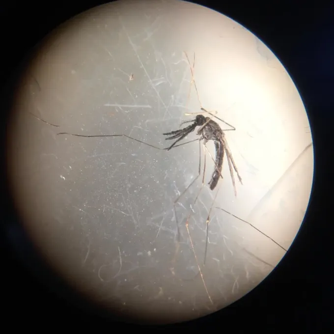 Balabac mosquito