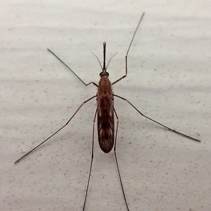 Common malaria mosquito