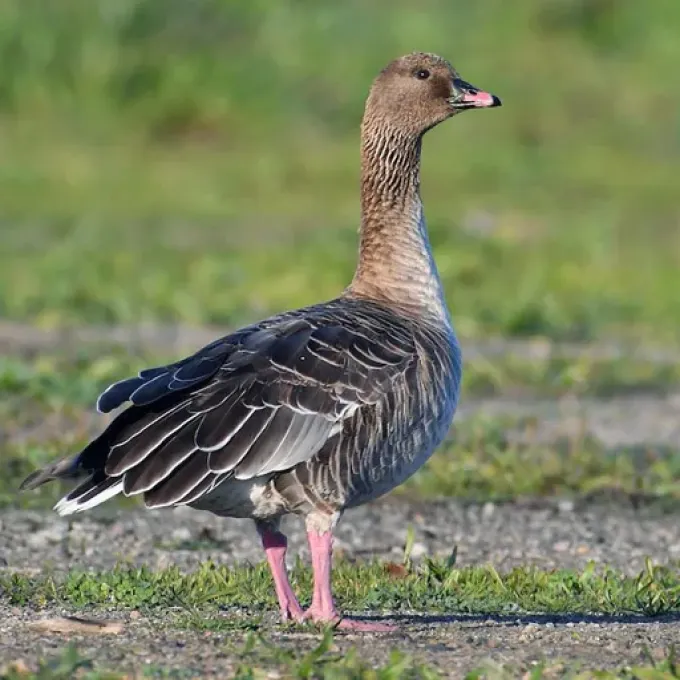 Pink-footed goose