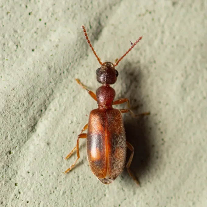 Ant-like flower beetle