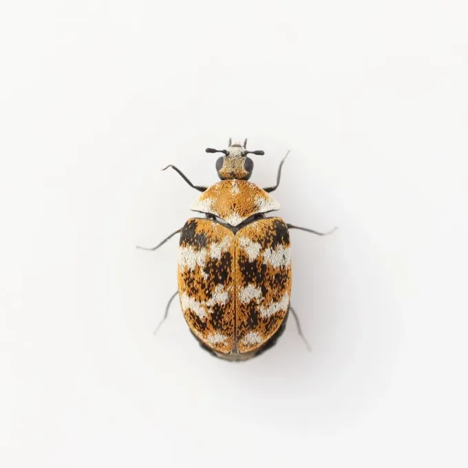 Varied carpet beetle