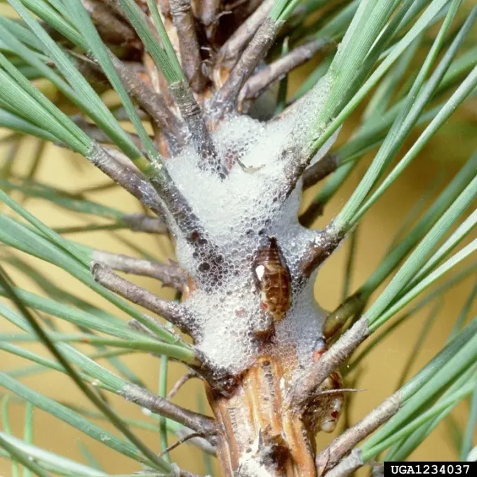 Pine spittlebug