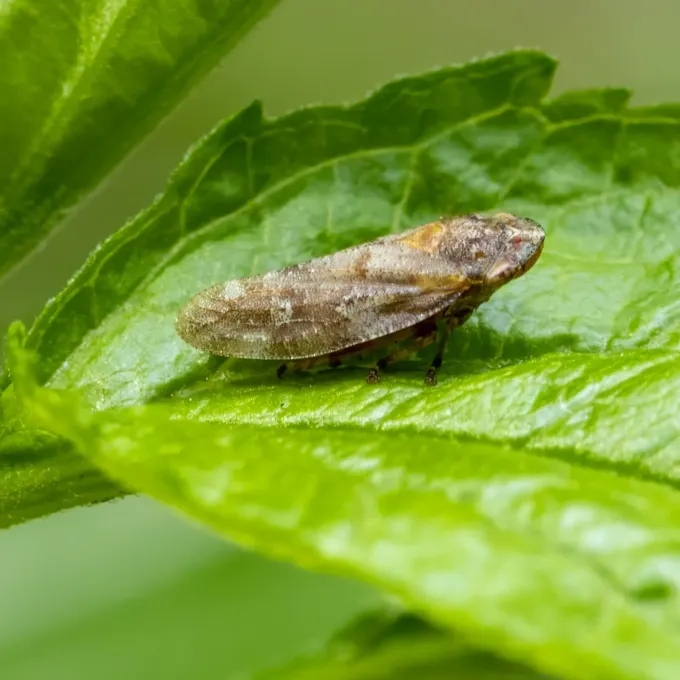 Spittlebug