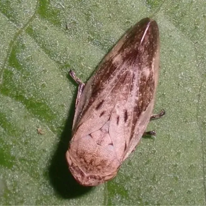 Spotted spittlebug