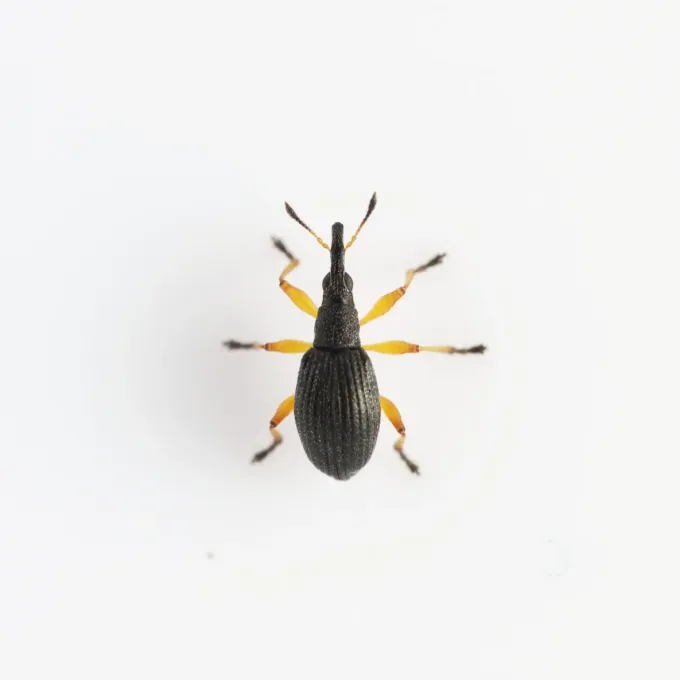 Clover seed weevil