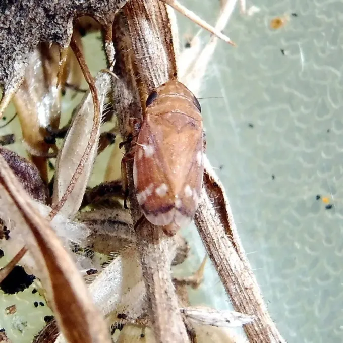 Aphrodes albifrons