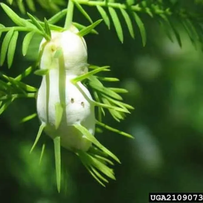 Aprostocetus fidius