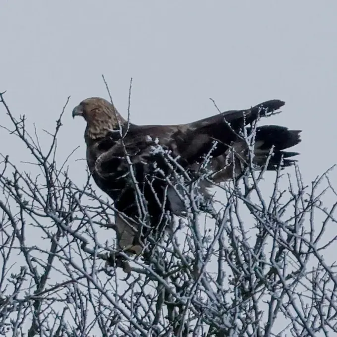 Golden eagle
