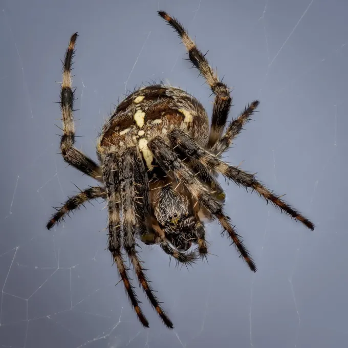 European garden spider