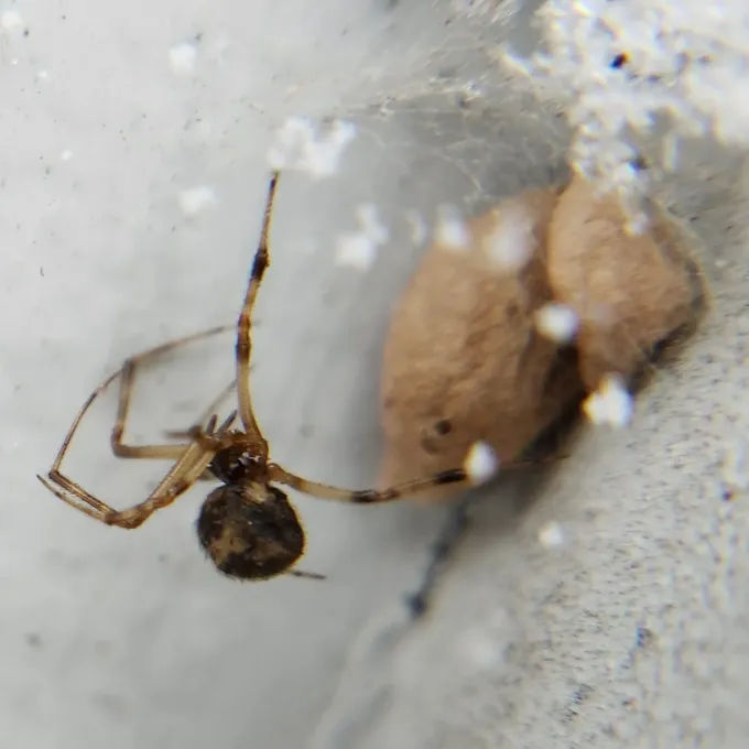 Common house spider
