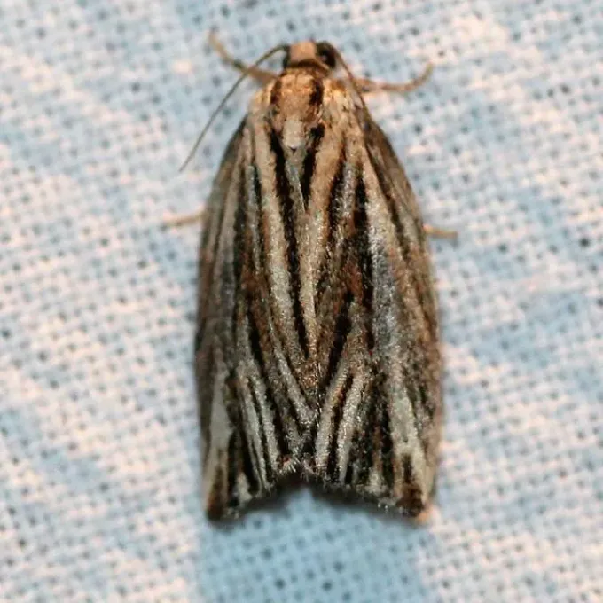 Листовертка Archips striana