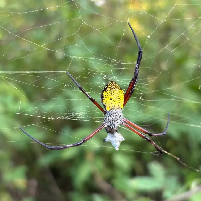 Argiope appensa