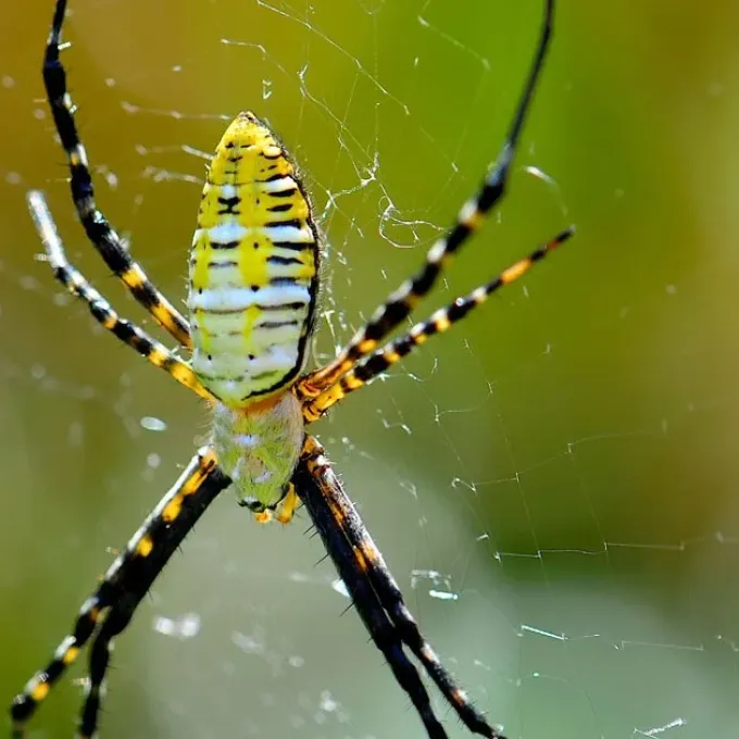 Argiope