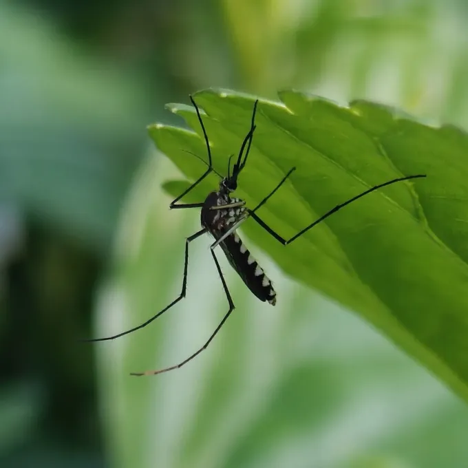 Armigeres subalbatus