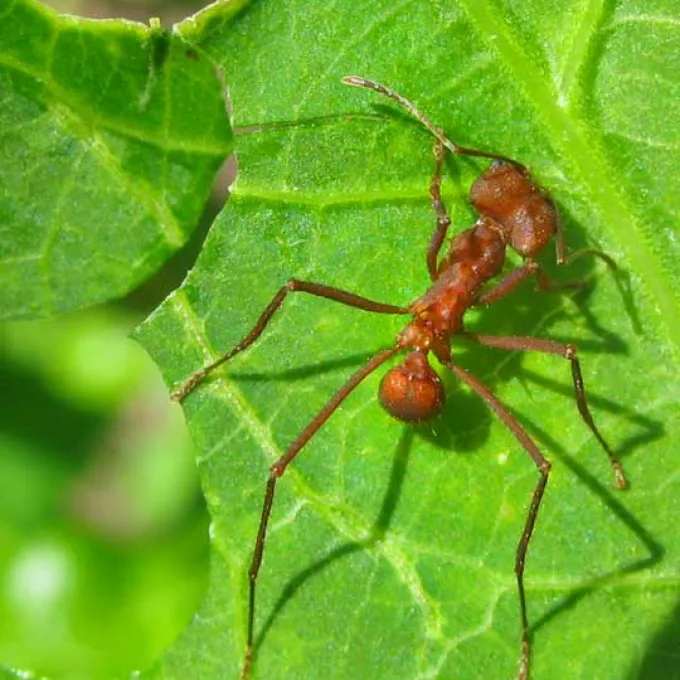 Leafcutter ant