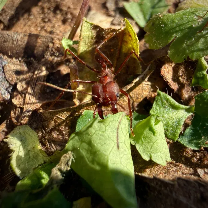 Texas leaf-cutting ant