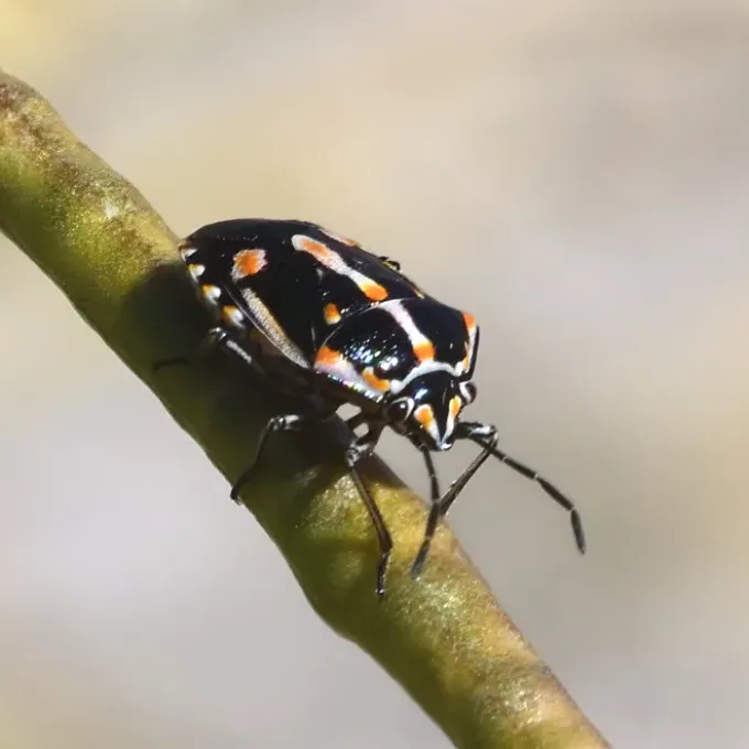 Bagrada bug
