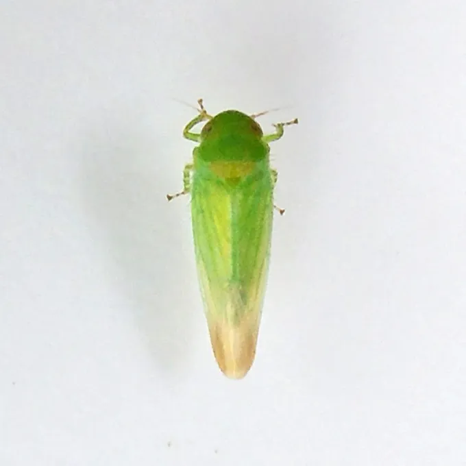 Цикадка Balclutha neglecta