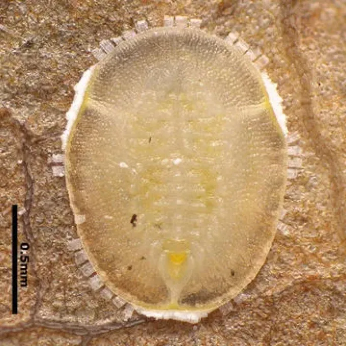 Shinano whitefly