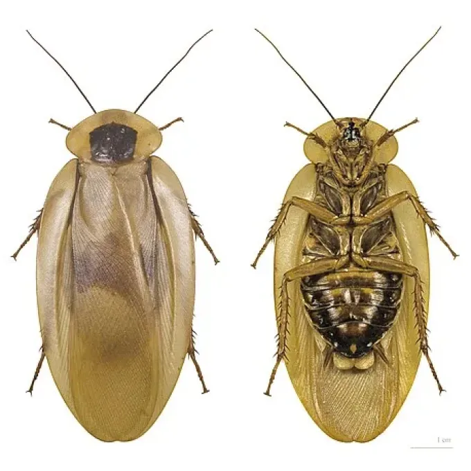 Blaberus fuscus