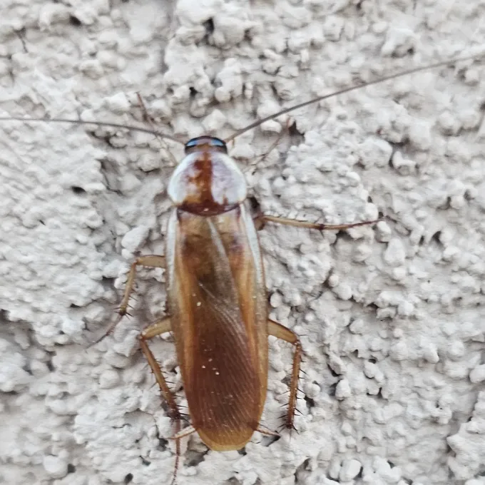 Turkestan cockroach