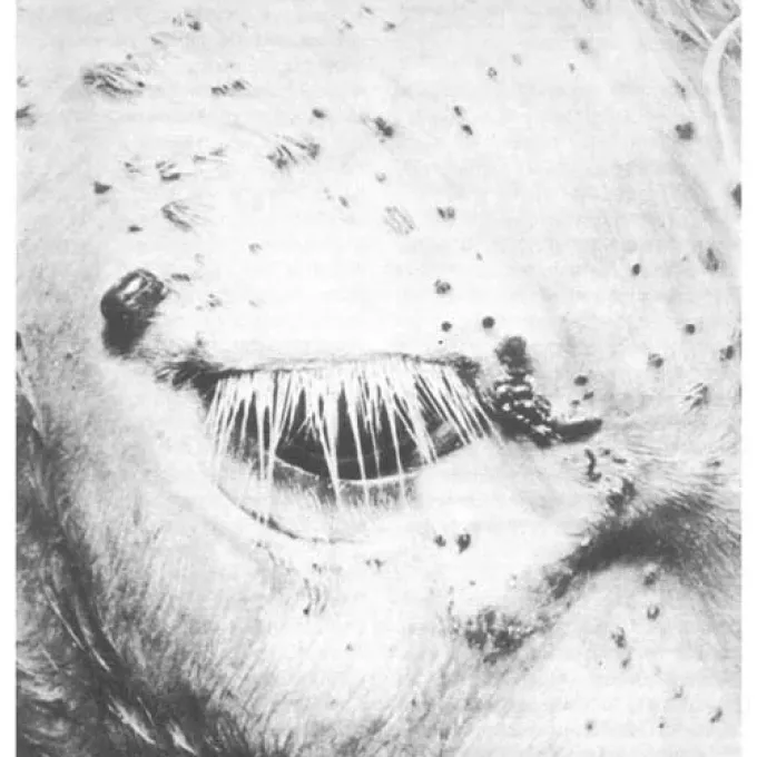 Boophilus