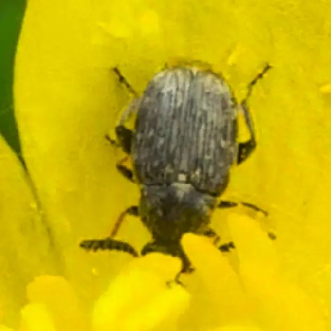 Broom seed beetle
