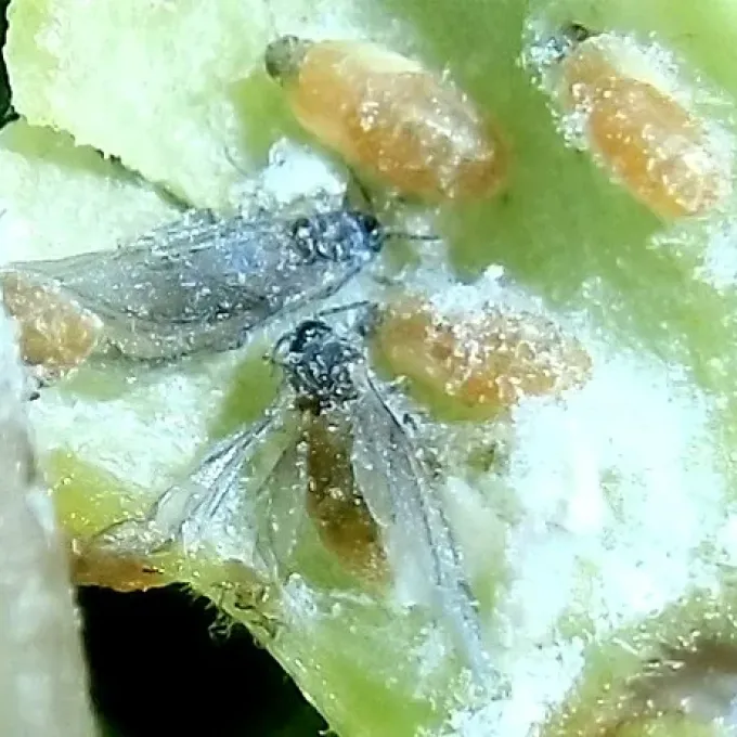 Paracolopha morrisoni