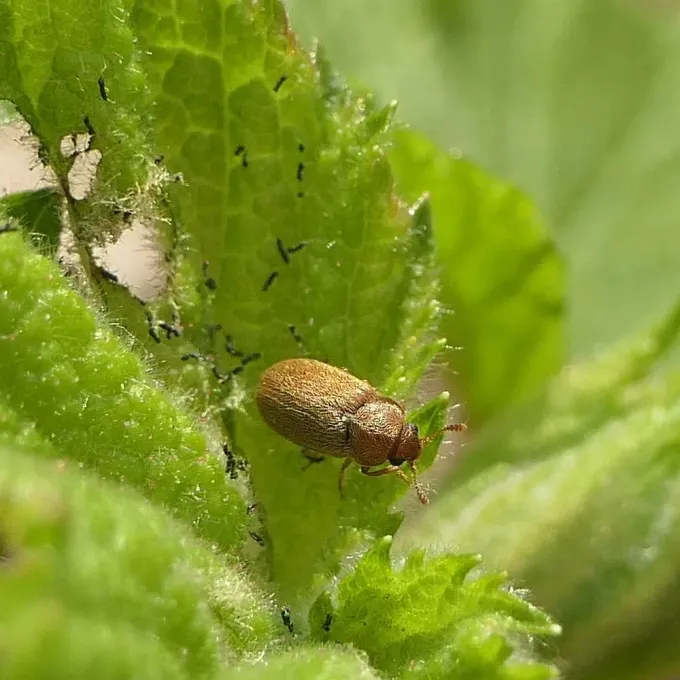 Raspberry beetle