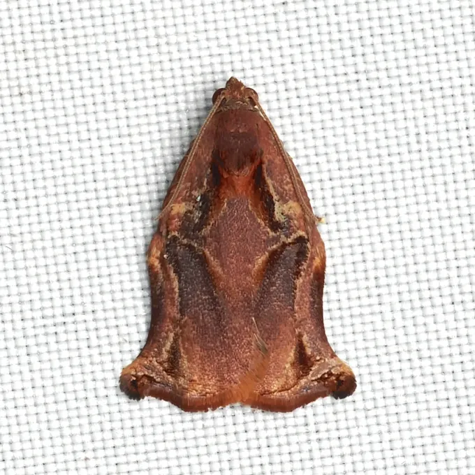 Листовертки рода Cacoecia